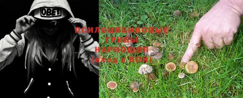 как найти наркотики  Котельниково  Псилоцибиновые грибы Magic Shrooms 